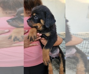 Rottweiler Puppy for sale in DEL ROSA, CA, USA