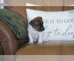 Small #20 Jack Russell Terrier