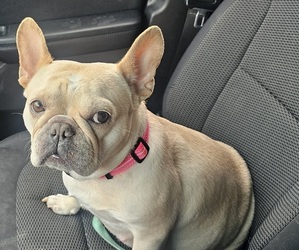 Mother of the French Bulldog puppies born on 06/03/2026