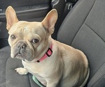 Small Photo #1 French Bulldog Puppy For Sale in CLARKSVILLE, OH, USA