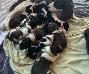 English Springer Spaniel Litter for sale in HAMPSTEAD, NC, USA