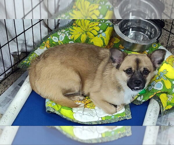 Medium Photo #2 Chug Puppy For Sale in Mukwonago, WI, USA