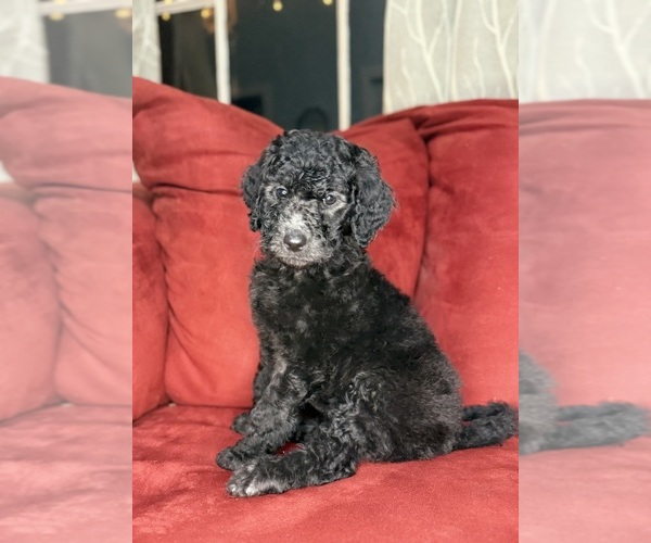 Medium Photo #1 Labradoodle mix (+ Poodle Standard) Puppy For Sale in MOKELUMNE HILL, CA, USA