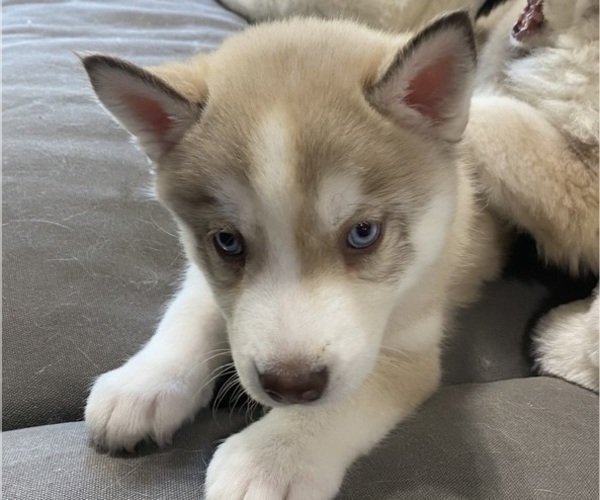 Medium Photo #2 Siberian Husky Puppy For Sale in PEYTON, CO, USA