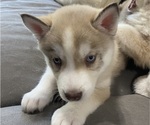 Small #1 Siberian Husky