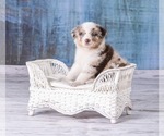 Small Photo #13 Australian Shepherd Puppy For Sale in ROBERTS, IL, USA