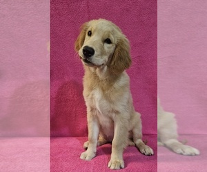 Golden Retriever Puppy for sale in MOUNT GILEAD, NC, USA