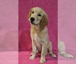 Image preview for Ad Listing. Nickname: Chloes Rose