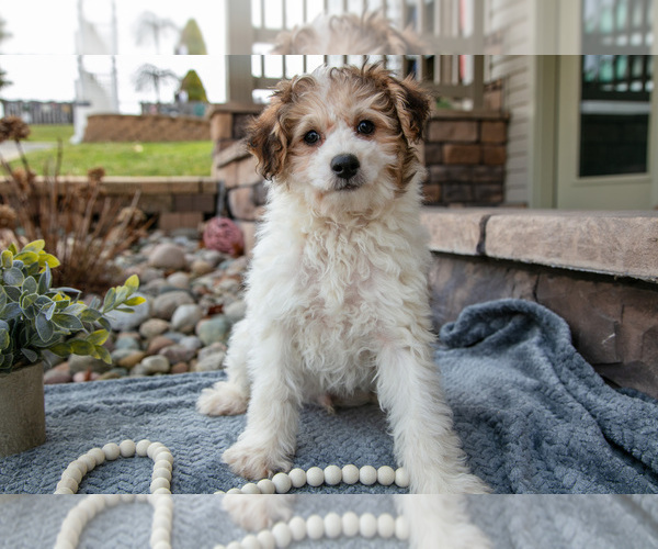 Medium Photo #2 Bichpoo Puppy For Sale in MILLERSBURG, OH, USA