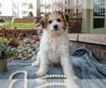 Small #1 Bichpoo