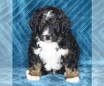 Small Photo #1 Miniature Bernedoodle Puppy For Sale in FREDERICKSBURG, OH, USA