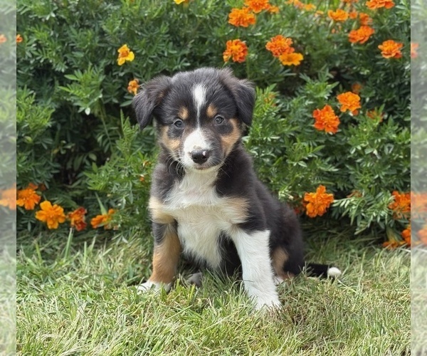 Medium Photo #2 Border Collie-Bordoodle Mix Puppy For Sale in AMES, IA, USA