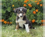 Small #1 Border Collie-Bordoodle Mix