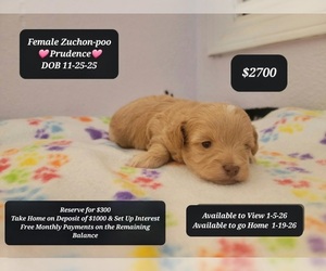 Poodle (Toy)-Zuchon Mix Puppy for sale in TUCSON, AZ, USA