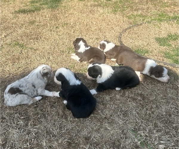 Medium Photo #1 Australian Shepherd Puppy For Sale in SPRING HILL, TN, USA