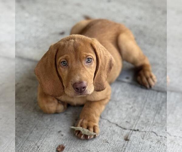 Medium Photo #2 Labbe Puppy For Sale in Yardley, PA, USA