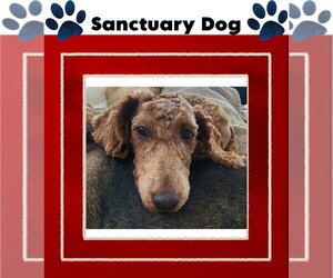 Poppy - Female Mutt Dog for Adoption - Photo #2