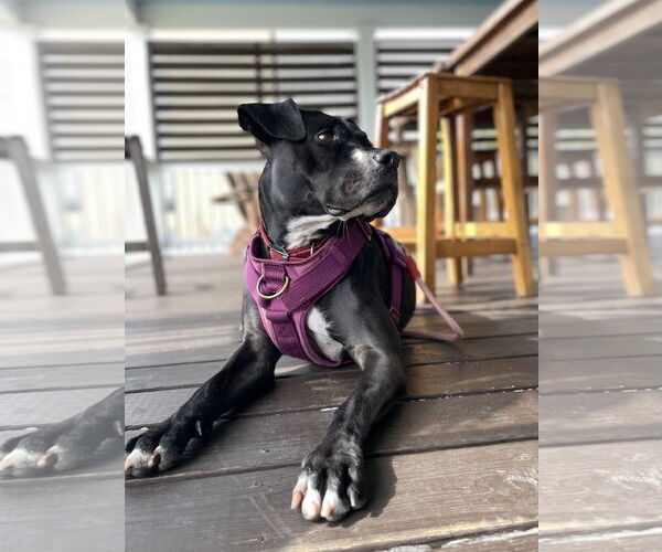 Medium Photo #17 Boxer-Unknown Mix Puppy For Sale in Sanford, FL, USA