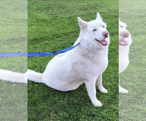- Mix Dogs for adoption in Santa Clarita, CA, USA