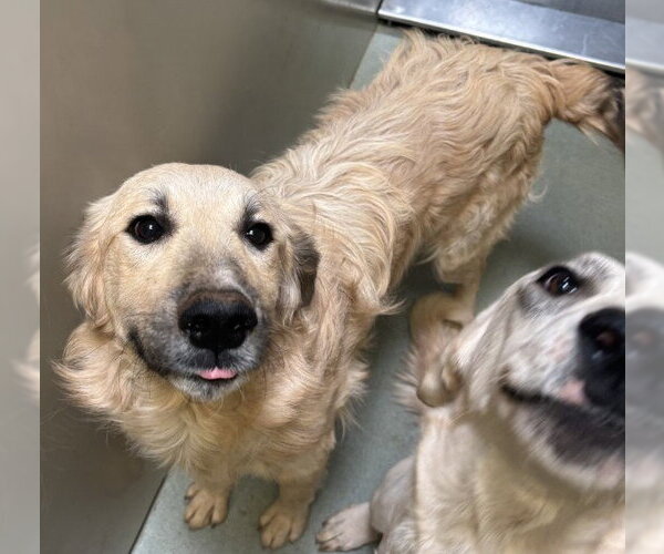 Medium Photo #1 Anatolian Shepherd-Unknown Mix Puppy For Sale in Placerville, CA, USA