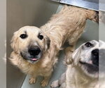 SALLY(SAL) - Female Anatolian Shepherd-Unknown Mix Dog for Adoption - Small photo