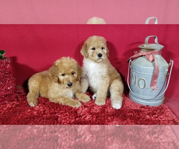 Medium Photo #9 Poodle (Standard) Puppy For Sale in COLORADO SPRINGS, CO, USA
