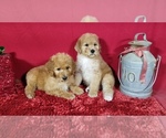 Small Photo #9 Poodle (Standard) Puppy For Sale in COLORADO SPRINGS, CO, USA