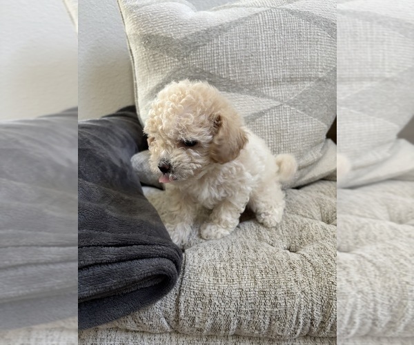 Medium Photo #62 Bichpoo Puppy For Sale in NORTH PORT, FL, USA
