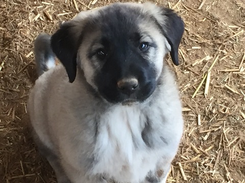 Medium Photo #1 Anatolian Shepherd Puppy For Sale in SCOTTSDALE, AZ, USA