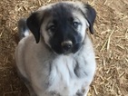 Small Photo #1 Anatolian Shepherd Puppy For Sale in SCOTTSDALE, AZ, USA