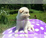 Small #8 German Shepherd Dog