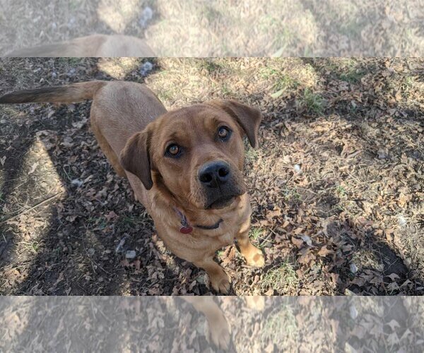 Medium Photo #3 Coonhound-Unknown Mix Puppy For Sale in Overland Park, KS, USA