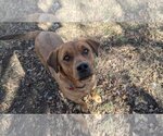 Small #2 Coonhound Mix