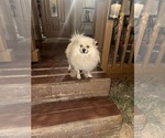 Small Photo #1 Pomeranian Puppy For Sale in SACRAMENTO, CA, USA