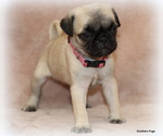 Small Photo #34 Pug Puppy For Sale in WINNSBORO, TX, USA