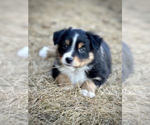 Miniature American Shepherd Puppy for sale in MENNO, SD, USA