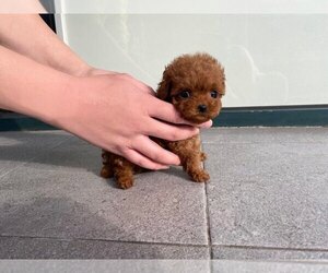 Poodle (Toy) Puppy for sale in REDLANDS, CA, USA