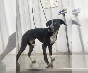 German Shorthaired Pointer-Unknown Mix Dogs for adoption in Bakersfield, CA, USA