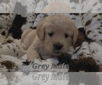 Small #2 Golden Retriever