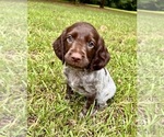 Puppy Purple Brittany