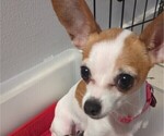 Small Photo #1 Chihuahua Puppy For Sale in WILDWOOD, NJ, USA