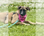 Small #13 German Shepherd Dog