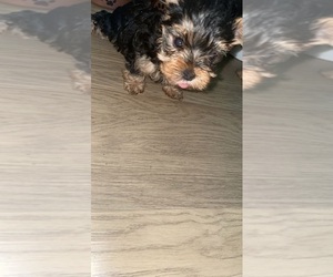Yorkshire Terrier Puppy for sale in LOS ANGELES, CA, USA