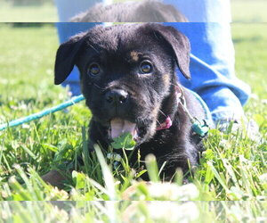 Rottweiler-Unknown Mix Dogs for adoption in Chestertown, MD, USA