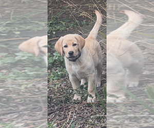 Labrador Retriever Puppy for sale in SAN FRANCISCO, CA, USA