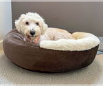 Small #2 Maltese Mix