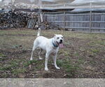 Small #3 Boxer Mix