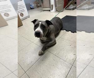 Mutt Dogs for adoption in Stockton, CA, USA