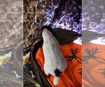 Small #6 German Shorthaired Pointer
