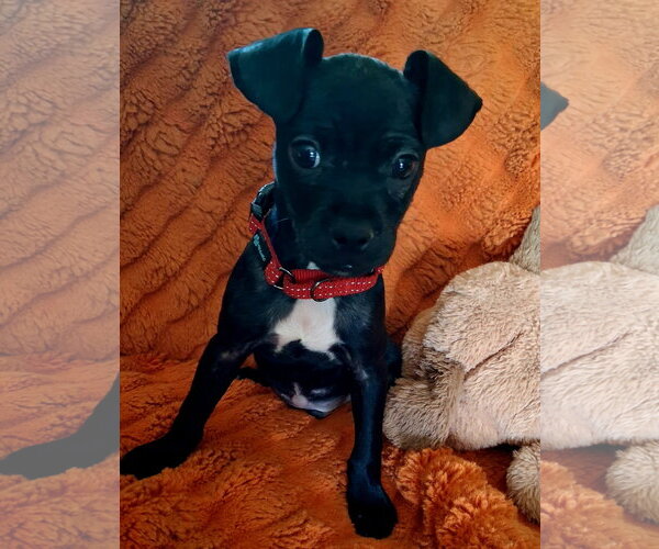 Medium Photo #2 Boston Huahua Puppy For Sale in Brooklyn Center, MN, USA